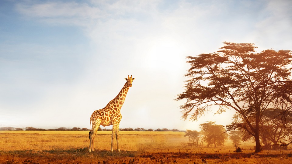 UPLOADSafari
